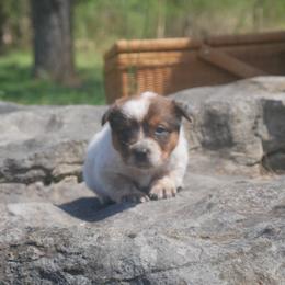 Robin - Red speckled Australian Cattle Dog puppy in Buffalo Valley, Tennessee from Buffalo Valley Breeders