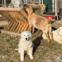Drax (turquoise) - White Maremma Sheepdog puppy in Shiocton, Wisconsin from White Star Acres