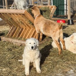 Drax (turquoise) - White Maremma Sheepdog puppy in Shiocton, Wisconsin from White Star Acres