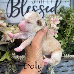 Dolly - Red female Pyredoodle puppy in Bowling Green, Ohio from FDF Pyredoodles & Bernedoodles