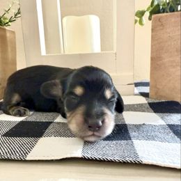Black and cream male 2 - Black and cream male Dachshund puppy in Wylie, Texas from Karas Royal Dachshunds