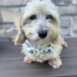 Winnie - Blue and cream female Dachshund puppy in Richmond, Virginia from Irresistible Dachshunds