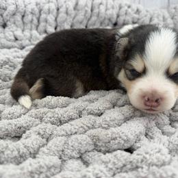 Jacob - Black and white male Pomsky puppy in Eastman, Georgia from Once Upon A Pomsky