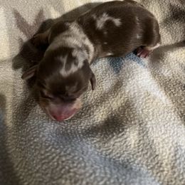 Girl 1 - Dapple female Dachshund puppy in Stilwell, Oklahoma from Rose’s Piney Creek Dachshunds