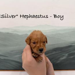 Hephaetus - Dark golden male Golden Retriever puppy in Weston, Missouri from Love is Golden
