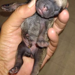 Pug Puppies from Papa and Me Pugs
