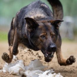 German Shepherds from WildHaven Shepherd
