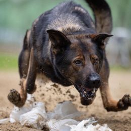 German Shepherds from WildHaven Shepherd