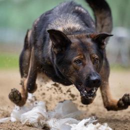 German Shepherds from WildHaven Shepherd