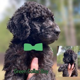 Green collar - Black male Goldendoodle puppy in Ringgold, Georgia from Sweet B’s Goldendoodles