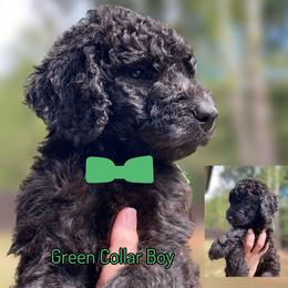 Green collar - Black male Goldendoodle puppy in Ringgold, Georgia from Sweet B’s Goldendoodles