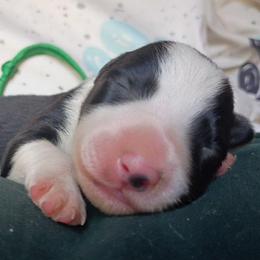 Gaia - Black and white female Border Collie puppy in Max, Nebraska from Stag Valley Homestead