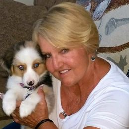 Pembroke Welsh Corgi All Grown Up from Robbie's Hobby Corgi's