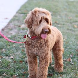 Carmel - Australian Labradoodle