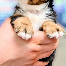 Taylan - Blue merle male Miniature Australian Shepherd puppy in Punta Gorda, Florida from Christie's Creekside Aussies