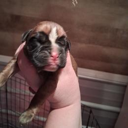 Boy 3 - Fawn male Boxer puppy in Pikeville, Kentucky from Boxers of Whispered Wishes
