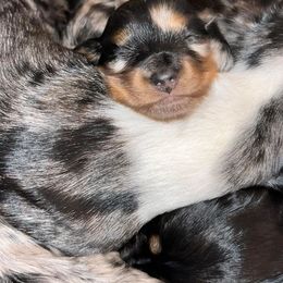 Dachshund Puppies from Parker House Dachshunds