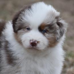 Sicily - Red merle female Australian Shepherd puppy in Easton, Missouri from MMA Kennel