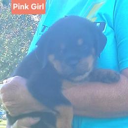 Girl 2 - Black and mahogany female Rottweiler puppy in De Witt, Iowa from Irish Eyes Kennels