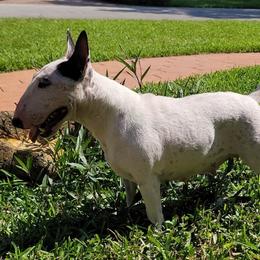 Coca - Miniature Bull Terrier