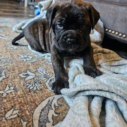 Bullmastiff Puppies from Valkyrie Bullmastiffs