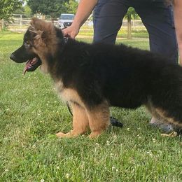 German Shepherd Puppies from von Fenja German Shepherd Dogs