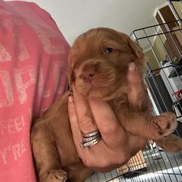 Jolly - Apricot female Goldendoodle puppy in Waynesboro, Virginia from Forest Creek Kennel