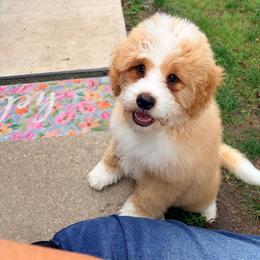 Buzz - Yellow and white male Bernedoodle puppy in Lincoln, Nebraska from GRand Doodles