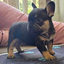 Chocolate and tan male - Liver male French Bulldog puppy in Tuscaloosa, Alabama from J & J classic frenchies