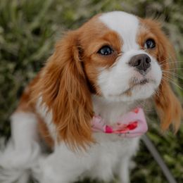 Cavalier King Charles Spaniel Puppies from Farmwood Cavaliers
