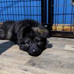 German Shepherd Puppies from Reign Land