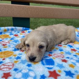 Joey (Jr.) - Cream Dachshund puppy in Chicago, Illinois from A&M Dachshund Den