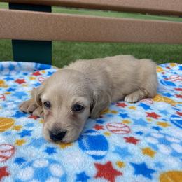 Joey (Jr.) - Cream Dachshund puppy in Chicago, Illinois from A&M Dachshund Den