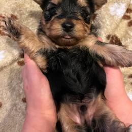 Yorkshire Terrier Puppies from On The Edge Of A Dream Yorkies