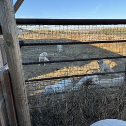 Golden Retriever Puppies from Collette's Goldens
