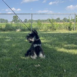 Miniature Schnauzer Puppies from Loneacre Miniature Schnauzers