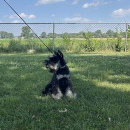 Miniature Schnauzer Puppies from Loneacre Miniature Schnauzers