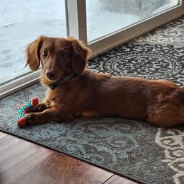 Walter - Dachshund