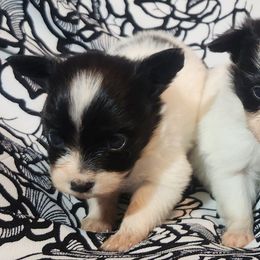 Sofia - White black and tan female Papillon puppy in Myakka City, Florida from LaRae's Papillons