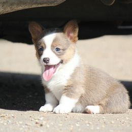 American Corgi and French Bulldog Puppies from Moonstone Corgis & Frenchies