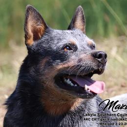 Mazie - Australian Cattle Dog
