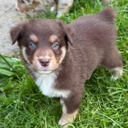 Gratin - Red tri-color male Australian Shepherd puppy in Altmar, New York from E&C Australian Shepherds