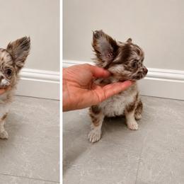 Choco merle girl 6500 - Merle female Chihuahua puppy in Miami, Florida from Natalias Tiny Puppies