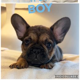 Boy 2 - Black and tan male French Bulldog puppy in Muncie, Indiana from Seven Blessings Frenchies