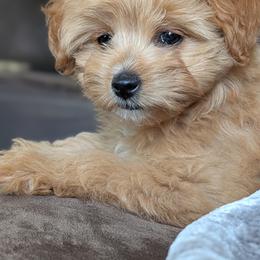 Cavalier King Charles Spaniel, Cavapoo, Companion Cross, and Pomeranian Puppies from MirVit Happy Tails Puppies