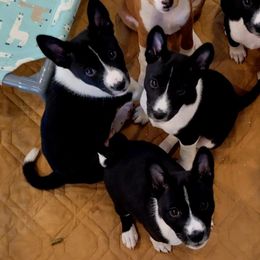 Basenji puppies from Maererano Basenjis