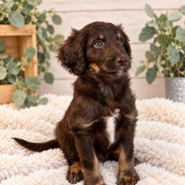 Faith - Chocolate female Assorted Doodle Crosses puppy in Waco, Georgia from Huff Family Doxies & Doodles