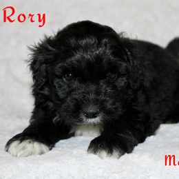 Rory - Black tri Miniature Australian Shepherd puppy in Paris, Texas from Kuttin’ Up Mini Aussies