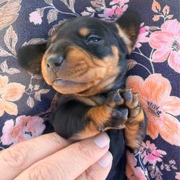 Peppermint - Black and tan female Dachshund puppy in Loris, South Carolina from Dogwood Mountain Dachshunds