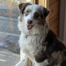 Pebbles - Australian Shepherd